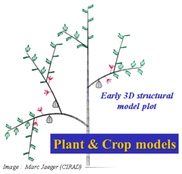 Plant and Crop Models