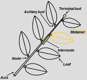 Axis,leaf, terminal and axillary bud, node and internode