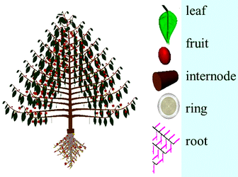 Plant components are leaf,fruit,internode, ring and root.